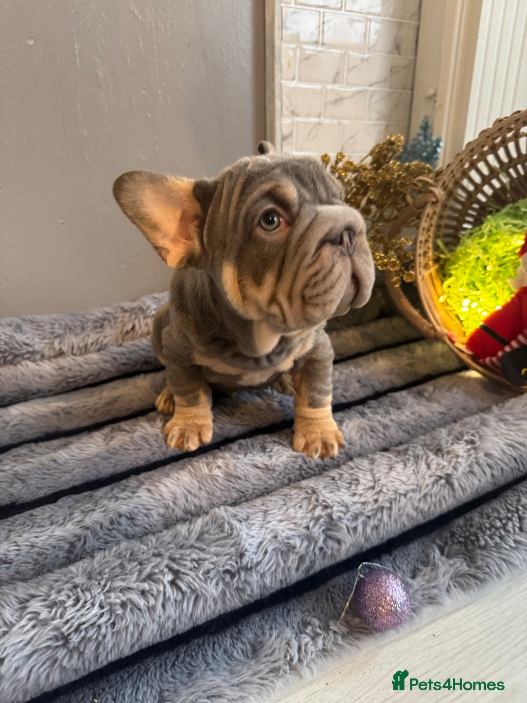 French Bulldog dogs for sale: Quality French bulldog puppies - Advert 5