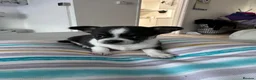 Chihuahua dogs for sale: Puppies - Advert 11