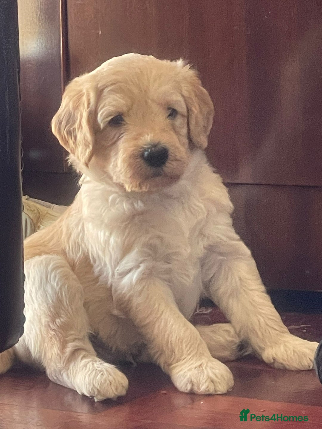 Labradoodle dogs for sale: Lily's Mini's - Multigen Mini Labradoodle Puppies - Image 1