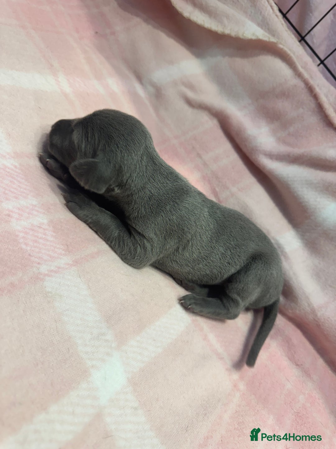 Weimaraner dogs for sale: 🐾 KC Registered Weimaraner Puppies 🐾 - Image 12