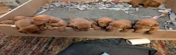 Hungarian Vizsla dogs for sale: Hungarian Vizla puppies  - Advert 7