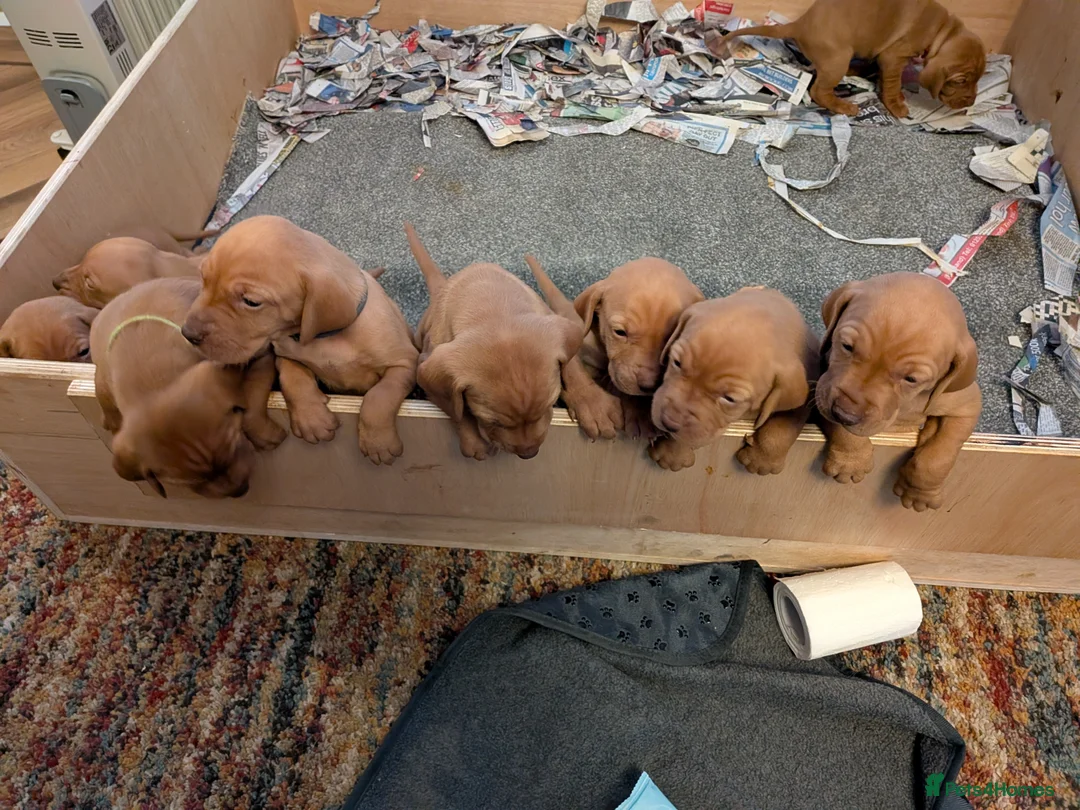 Hungarian Vizsla dogs for sale: Hungarian Vizla puppies  - Advert 7