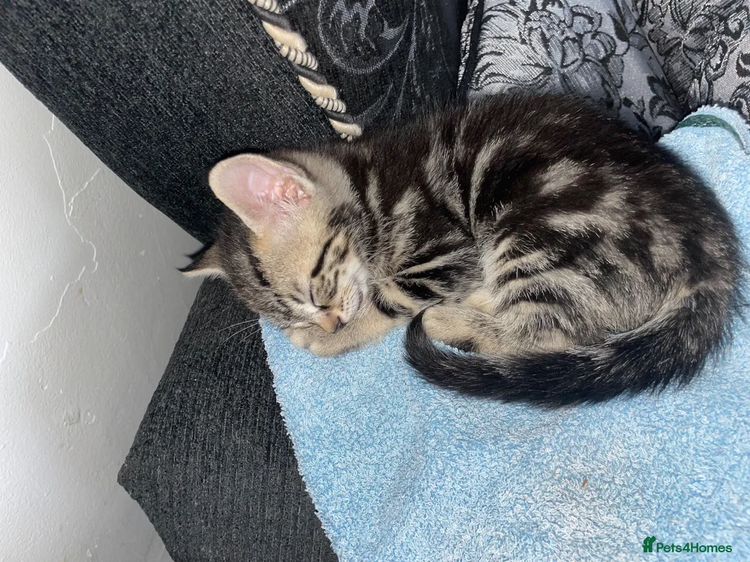 Mixed Breed cats for sale: Two beautiful kittens for sale  - Advert 2