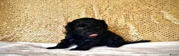 Miniature Poodle dogs for sale: 🌟Stunning Mini Poodles🌟CHAMPION LINES, DNA CLEAR - Advert 3