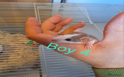 Rat rodents for sale: Baby fancy rats male and female available  - Image 4