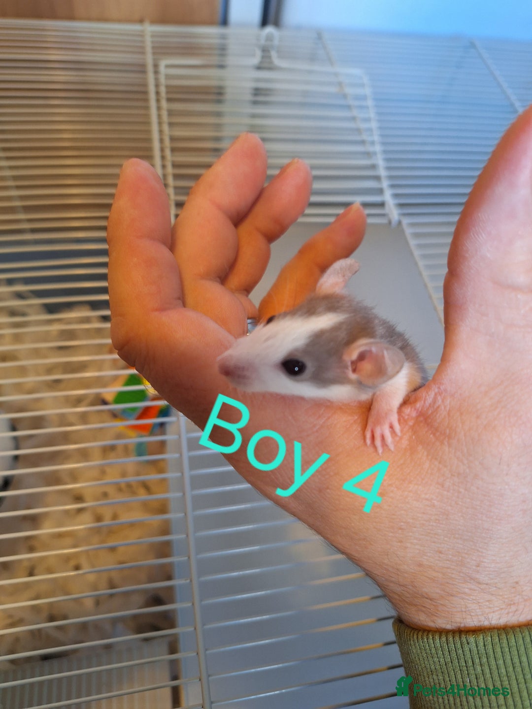 Rat rodents for sale: Baby fancy rats male and female available  - Image 4