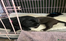 Cocker Spaniel dogs for sale: ‼️ONE GIRL LEFT‼️Working cocker spaniel puppies🐾 - Image 12