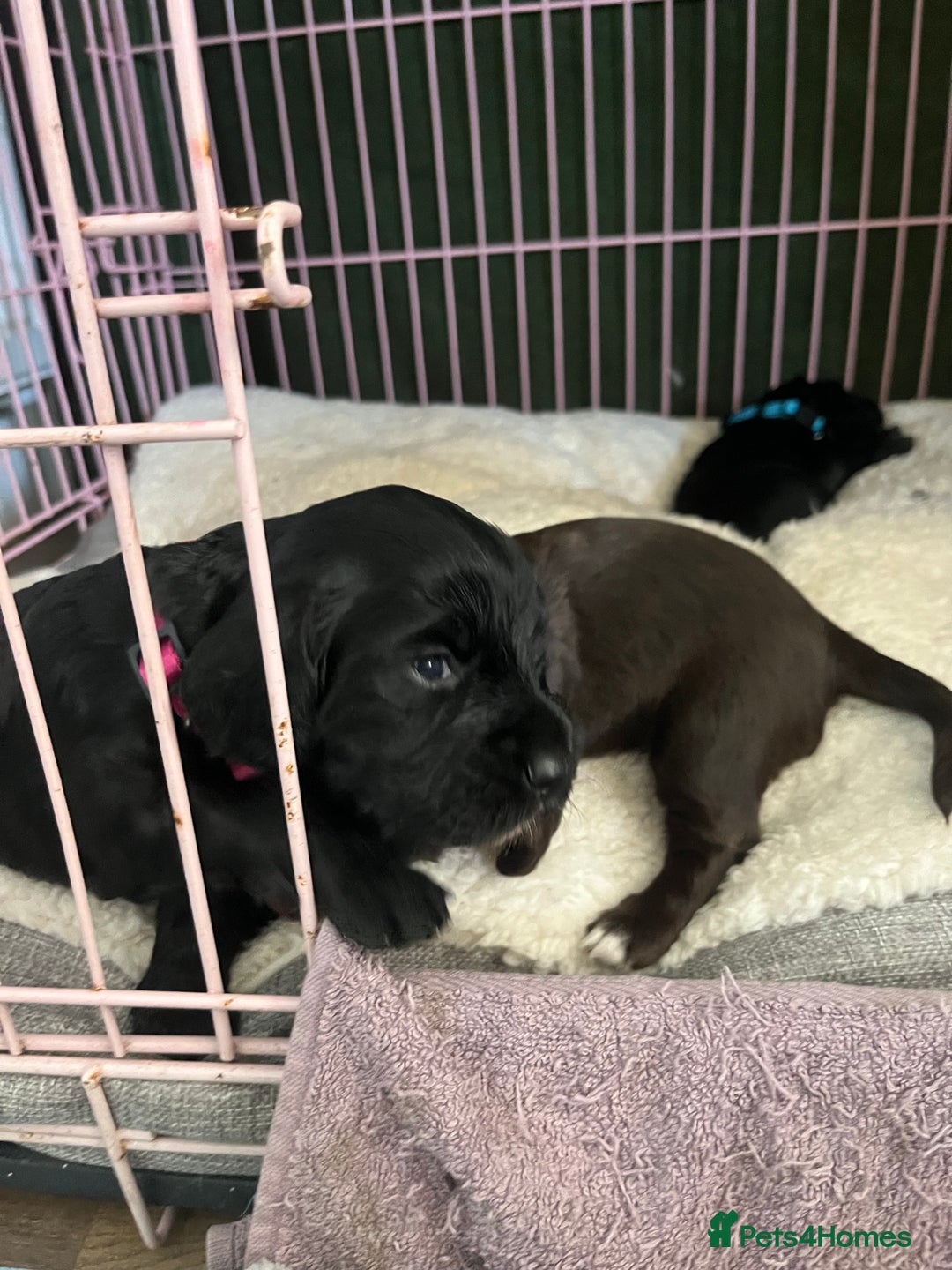 Cocker Spaniel dogs for sale: ‼️ONE GIRL LEFT‼️Working cocker spaniel puppies🐾 - Image 12