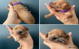 Cockapoo dogs for sale: Third Gen Cockapoos  - Image 7