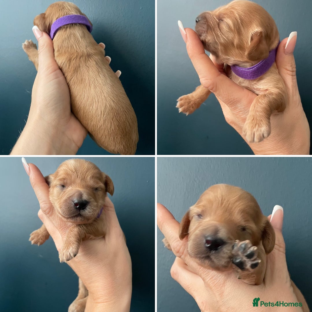 Cockapoo dogs for sale: Third Gen Cockapoos  - Image 7