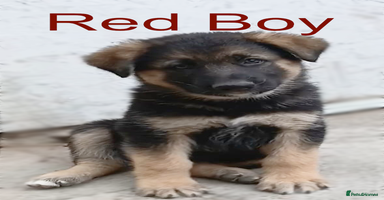 German Shepherd dogs - Advert 12