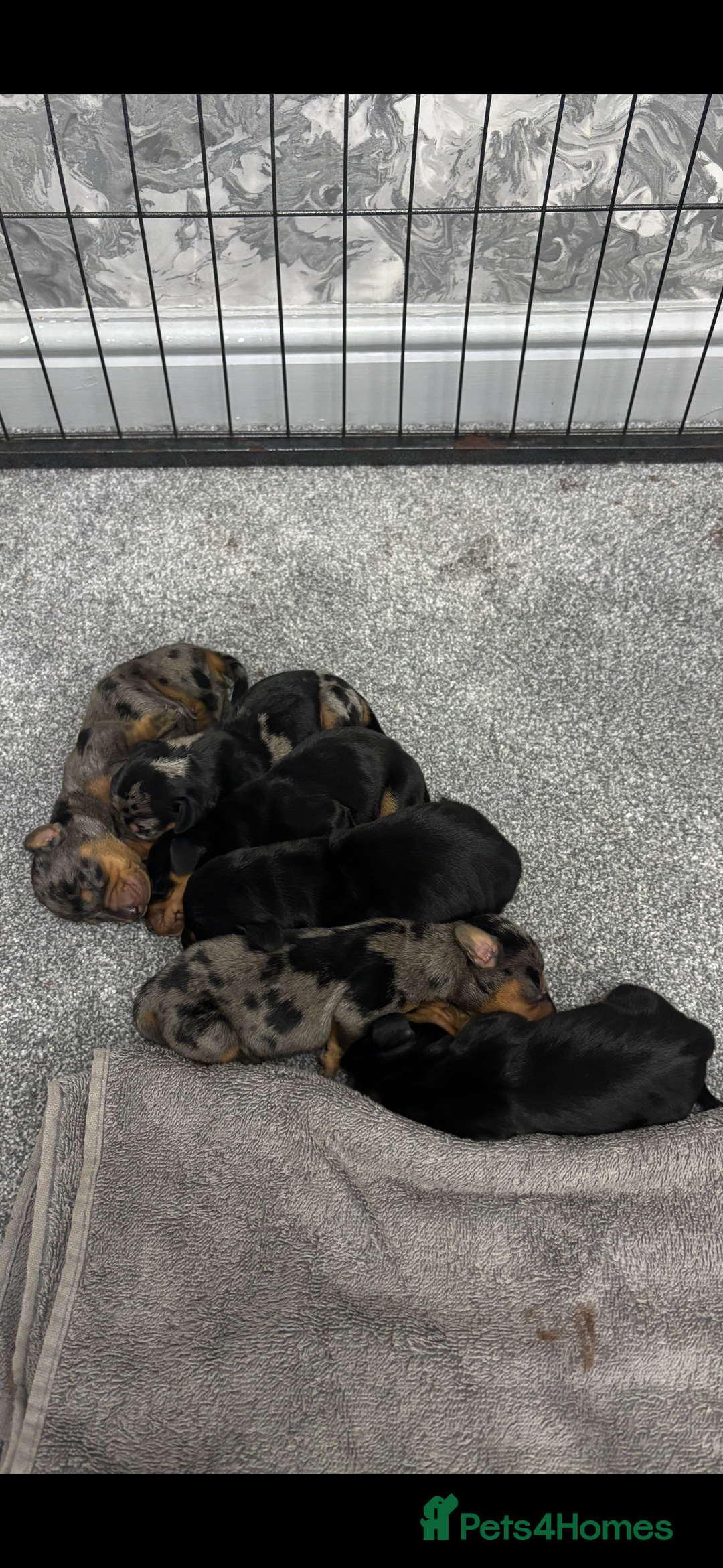 Miniature Dachshund dogs for sale: Miniature dachshund puppies  - Advert 14