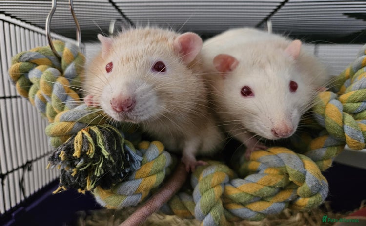 Rat rodents - Advert 3
