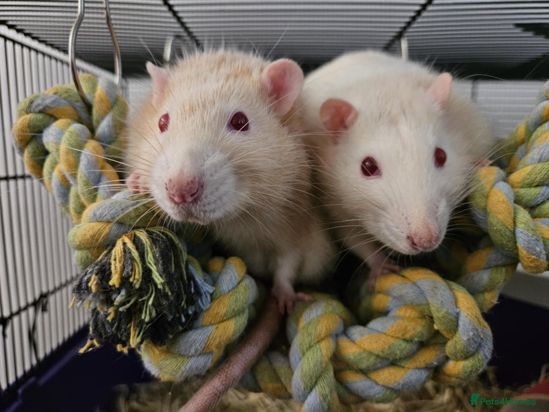 Rat rodents for sale: Pets rats for sale  - Image 1