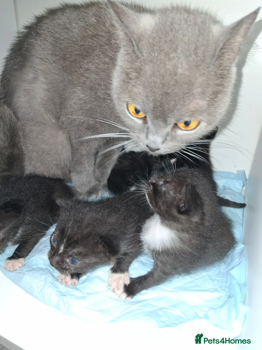 British Shorthair cats for sale: British Shorthair blue cross kittens - Advert 2