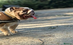 English Bulldog dogs for stud: Grizzly ready to stud  - Image 8