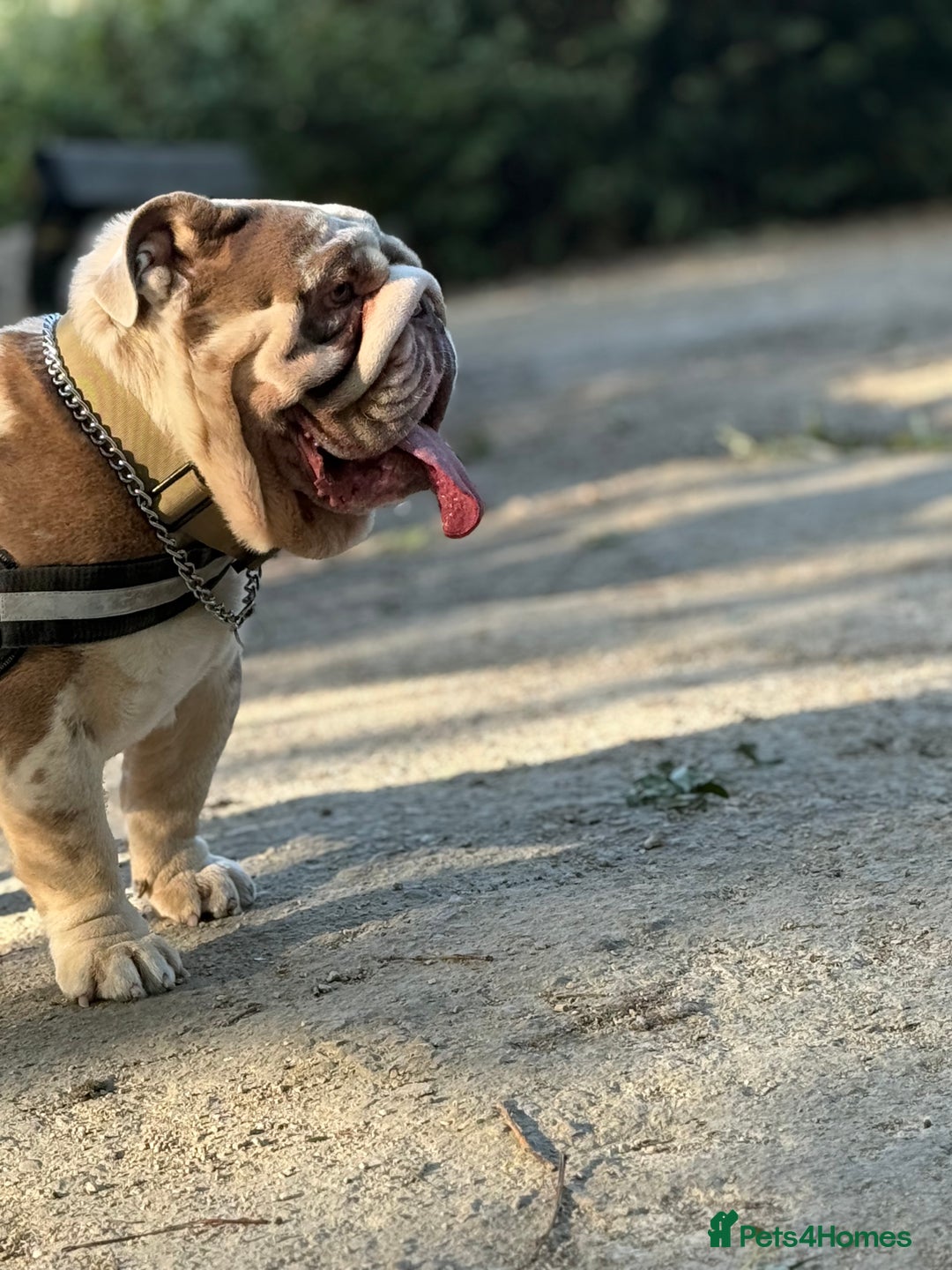 English Bulldog dogs for stud: Grizzly ready to stud  - Image 8