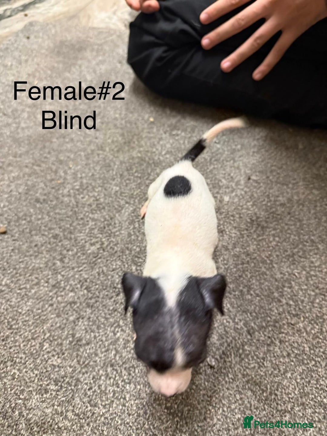 Jack Russell dogs for sale: Puppies  - Advert 6