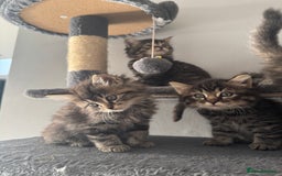 Mixed Breed cats for sale: Maine coon x ragdoll  - Image 3