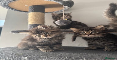 Mixed Breed cats - Advert 5