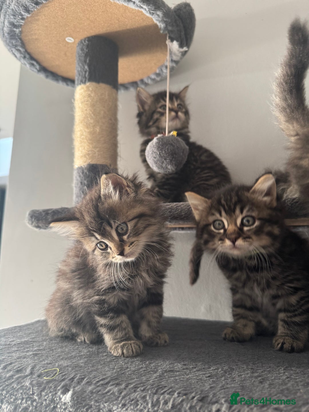 Mixed Breed cats for sale: Maine coon x ragdoll  - Image 3