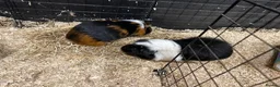 Guinea Pig rodents for sale: Free to good home pair of acquainted males in Droitwich - Advert 1