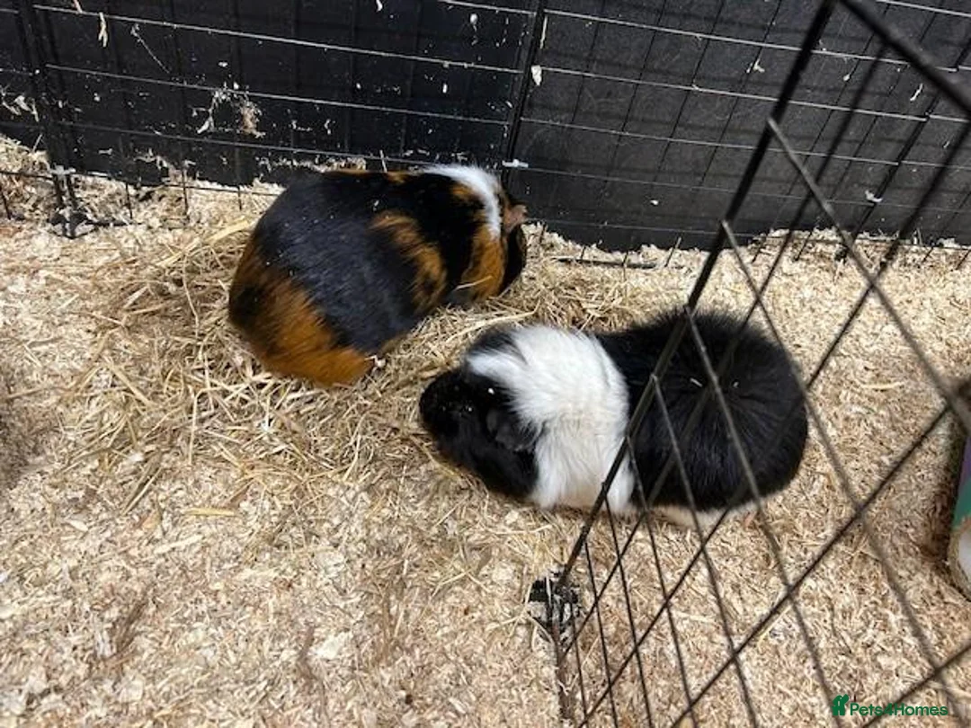 Guinea Pig rodents for sale: Free to good home pair of acquainted males in Droitwich - Advert 1