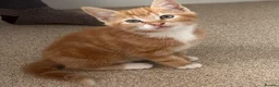 Mixed Breed cats for sale: 2 beautiful sisters  - Advert 5