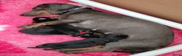 Miniature Dachshund dogs for sale: 3 Stunning Black/Tan Mini Dachshund Girls - Advert 21
