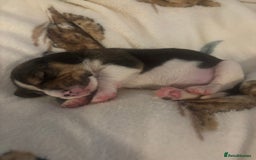Beagle dogs for sale: Beagle  - Image 7