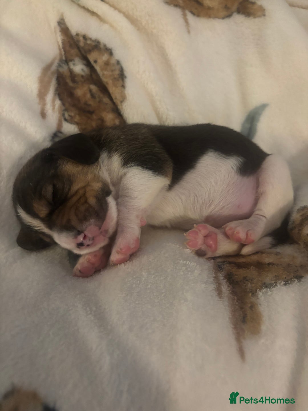 Beagle dogs for sale: Beagle  - Image 7