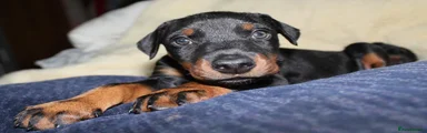 Dobermann 1