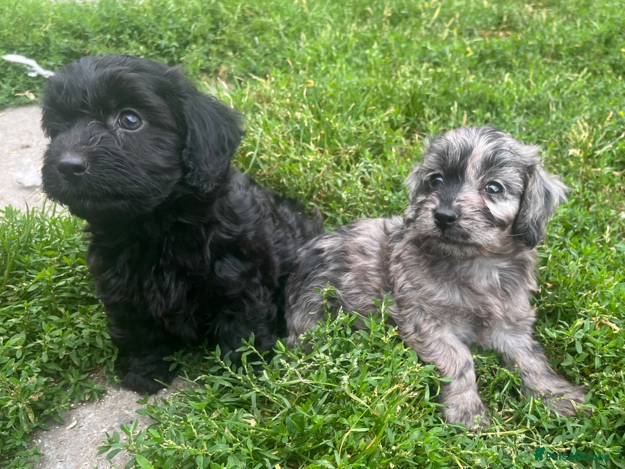 Cockapoo dogs F1 toy cockapoo puppies for sale  - Advert 1