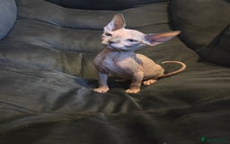Sphynx cats for sale: Loving Home Wanted – Sphynx Cat for Sale - Image 2