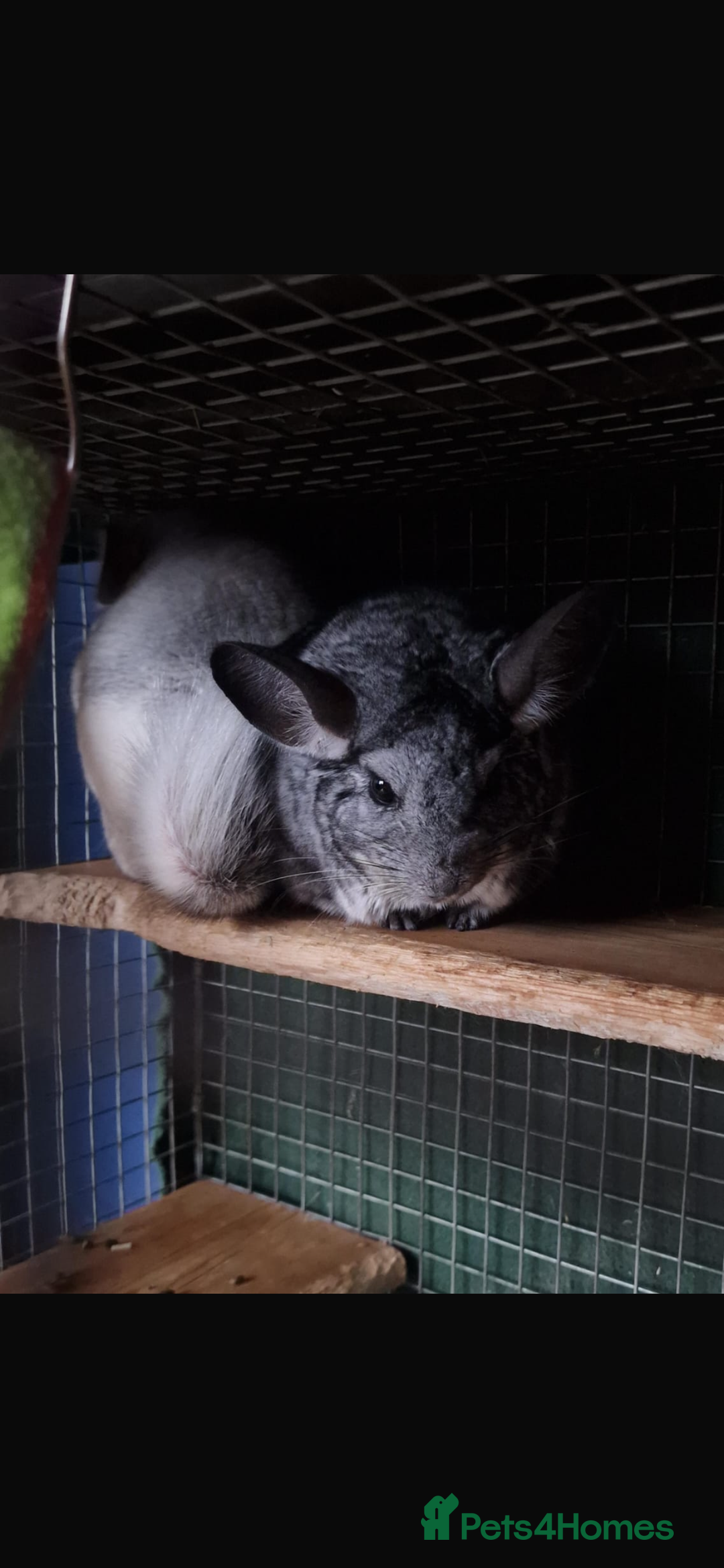 Chinchilla rodents for sale: 2 chinchillas for sale  - Advert 2