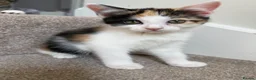 Mixed Breed cats for sale: Beautiful Tri Colour Calico Tuxedo Tabby Kittens - Advert 5