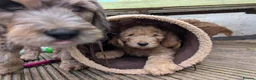 Double Doodle dogs for sale: Ultimate Double Doodles - lovely temperaments - Advert 10