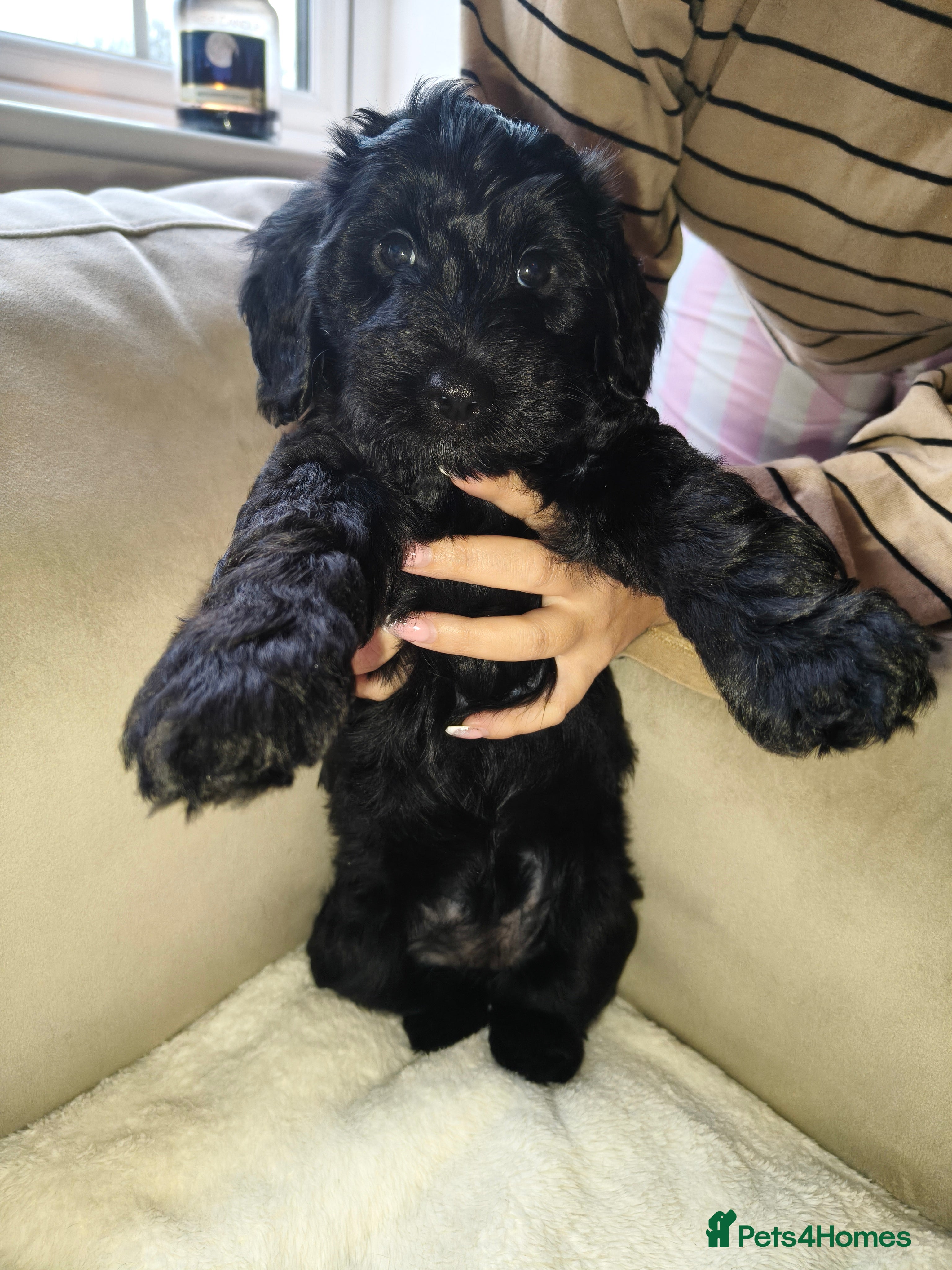 Cockapoo dogs F1b Cockapoo Puppies. Ready to leave in 1-2 weeks. - Advert 3