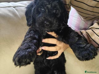 Cockapoo dogs F1b Cockapoo Puppies. Ready to leave in 1-2 weeks. - Advert 3