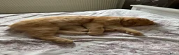 Scottish Fold cats for sale: Scottish fold and Scottish straight  - Advert 1