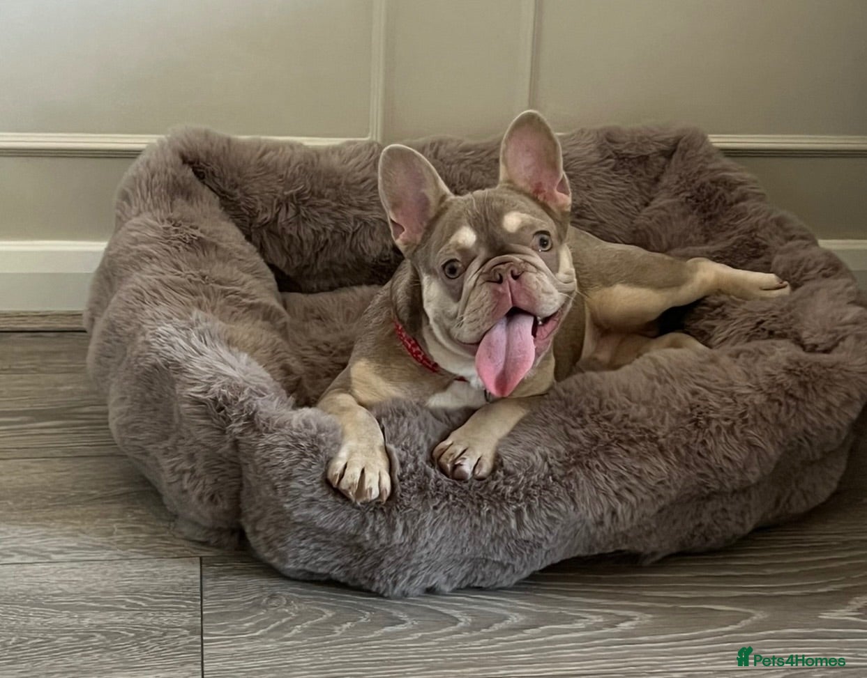 French Bulldog dogs 9 month old Male French bulldog  - Advert 2