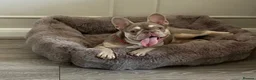 French Bulldog dogs for sale: 9 month old Male French bulldog  - Advert 1