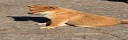 Japanese Shiba Inu dogs for sale: Shiba Inu puppies parents health tested  - Advert 5