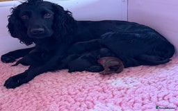 Cocker Spaniel dogs for sale: 🖤 Quality Cocker Spaniels 🖤 Ready Now 🖤 - Image 9