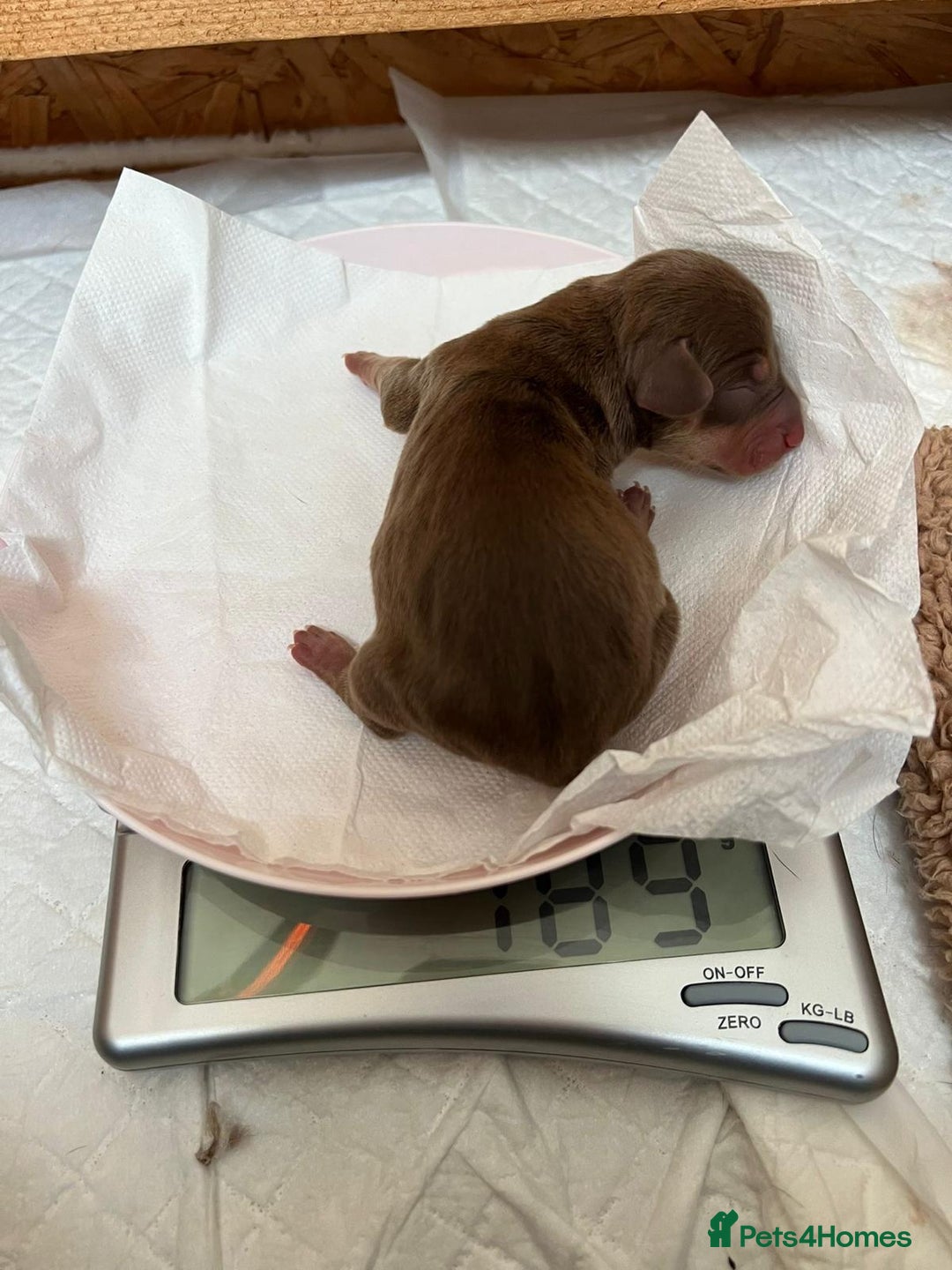 Mixed Breed dogs for sale: Miniature Dachshund X Frenchie. - Advert 7