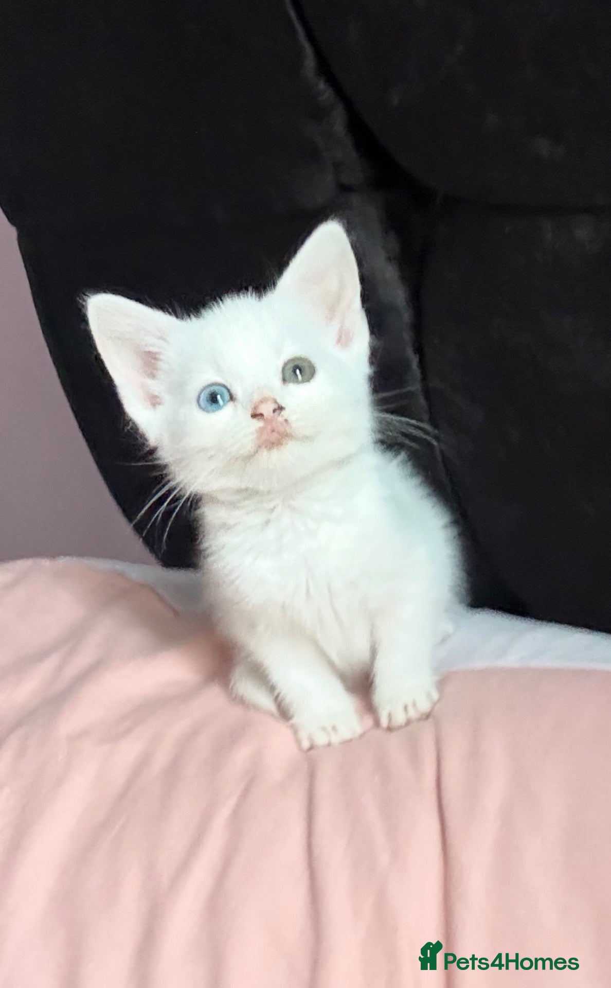 Mixed Breed cats Beautiful white female kitten (hetrochromia)  - Advert 1
