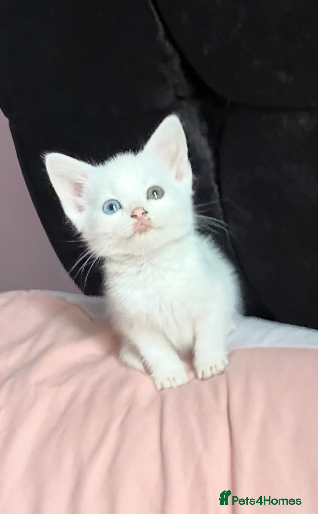 Mixed Breed cats for sale: Beautiful white Turkish angora mixed (female) - Advert 2