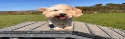 Cavachon dogs for sale: Lovely Female Cavachon - Advert 4