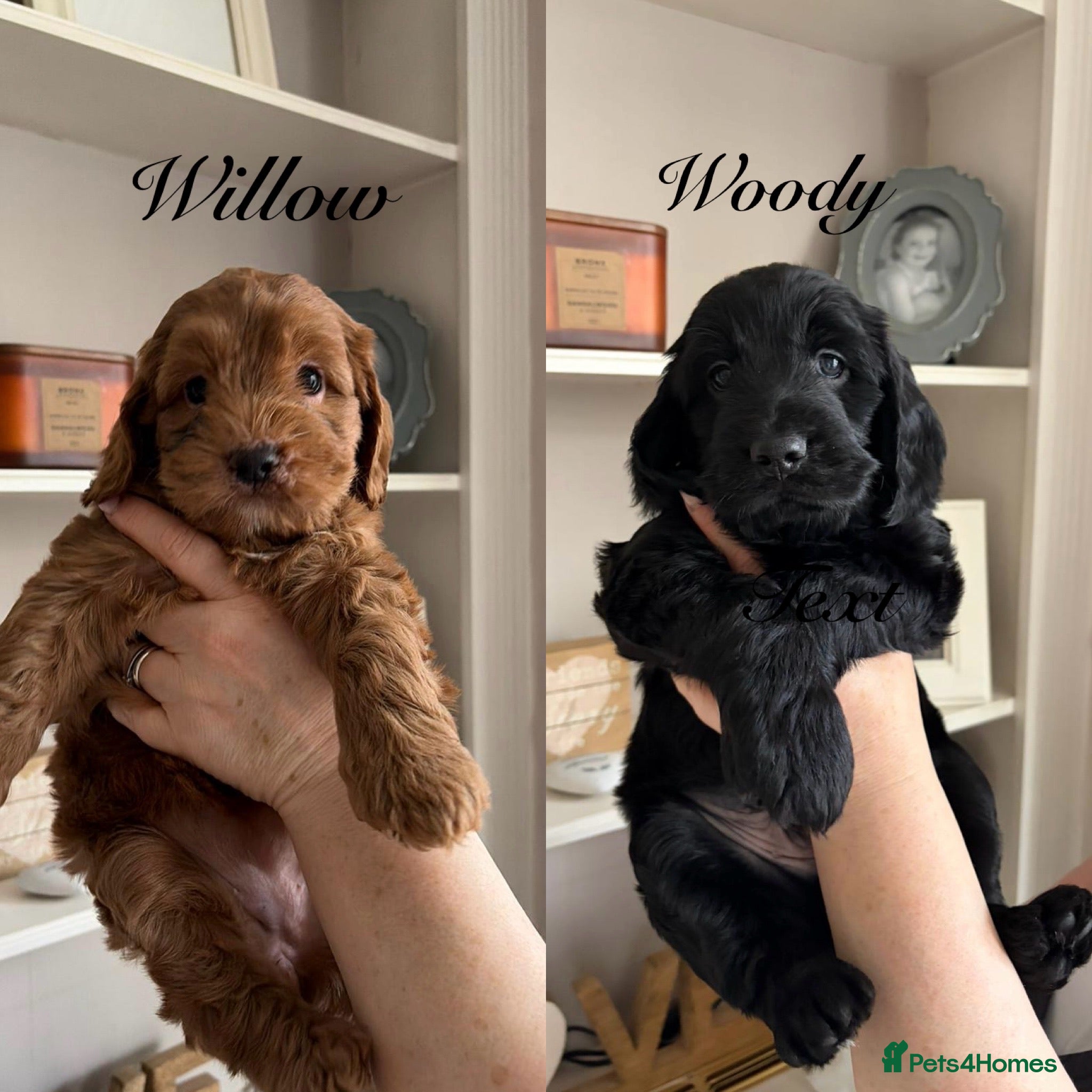 Mixed Breed dogs Beautiful litter of Cockadoodlepoos  - Advert 1