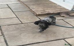 Cocker Spaniel dogs for sale: Blue roan show cocker spaniel  - Image 4